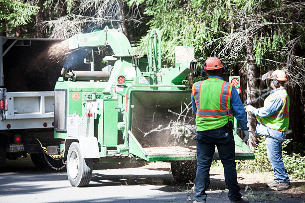 Best Tree Maintenance Programs  in Sun Village, CA